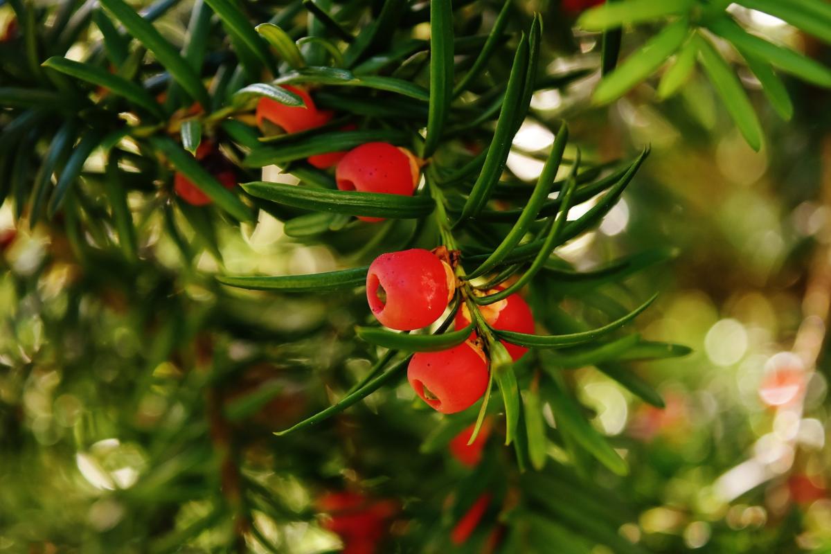 Paclitaxel, the most well-known natural-source cancer drug in the United States, is derived from the bark of the Pacific yew tree (Taxus brevifolia)