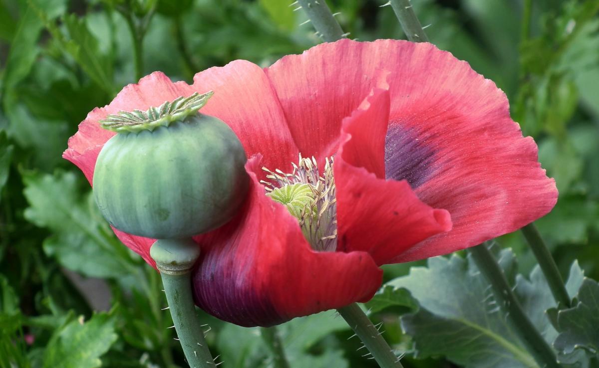 Morphine, codeine, opium – used for pain relief and illegal recreation – Opium Poppy (Papaver somniferum)