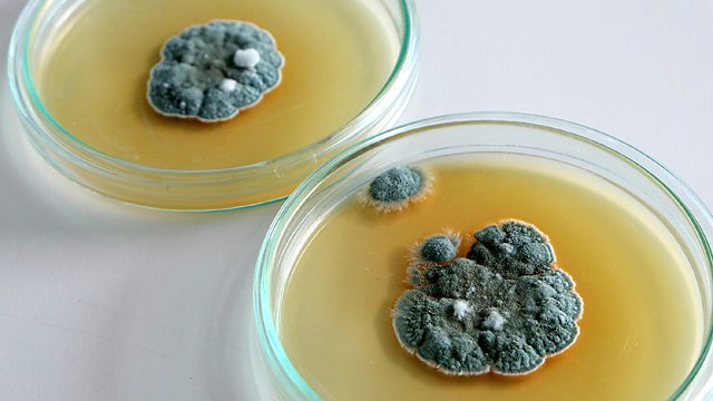 Penicillin, one of the world’s first antibiotics, marks a true turning point in human history 