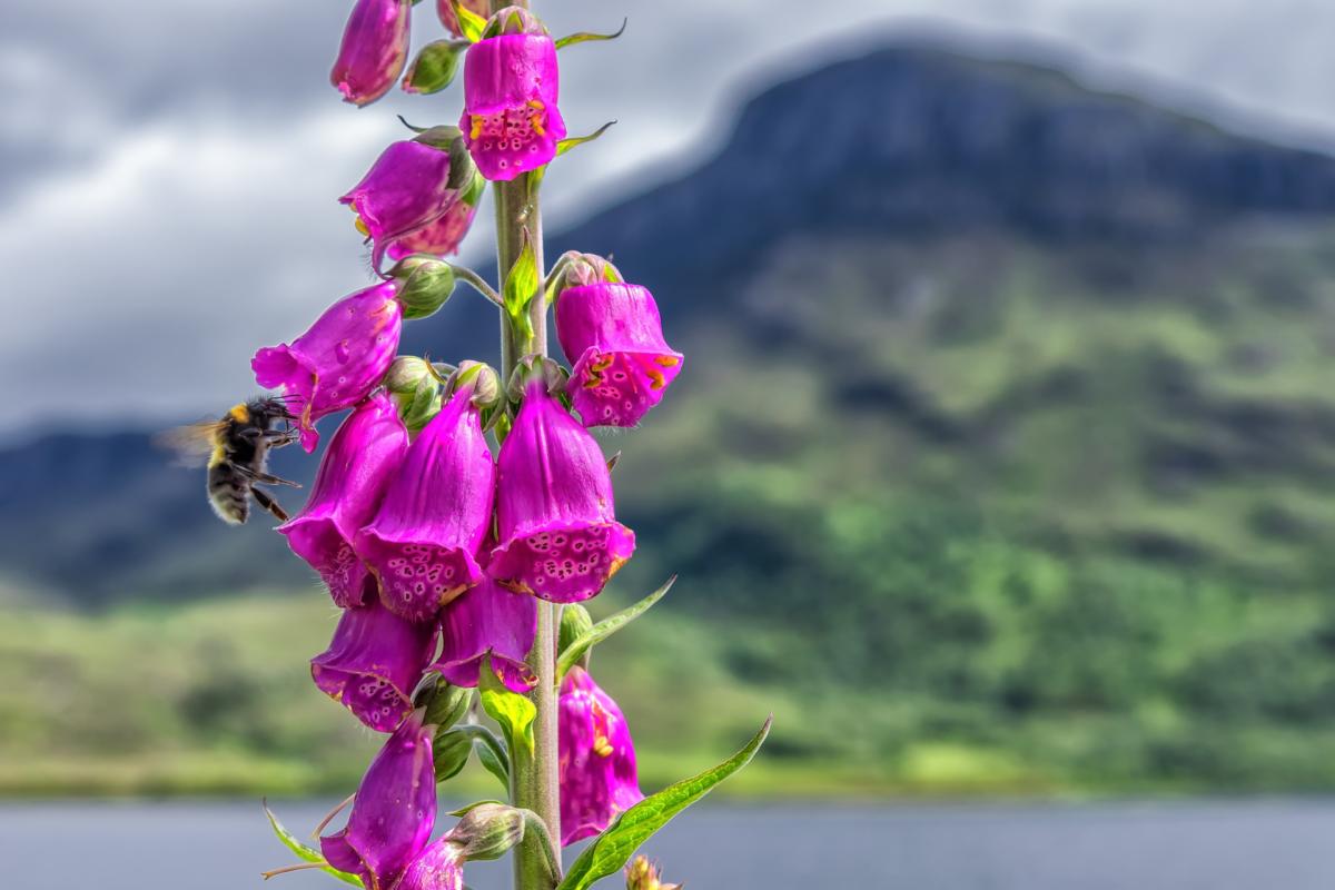 Digitalis – used to treat arrhythmia – Foxglove (Digitalis purpurea) 